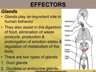 • Glands play an important role in
human behavior.
• They also assist in the digestion
of food, elimination of waste
products, production &
prolongation of emotion states &
regulation of metabolism of the
body.
• There are two types of glands:
1. Duct glands
2. Ductless or endocrine glands.
2/6/2015 10www.drjayeshpatidar.blogspot.com
Glands
EFFECTORS
 