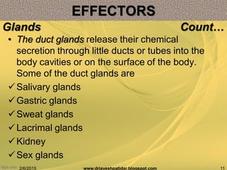 • The duct glands release their chemical
secretion through little ducts or tubes into the
body cavities or on the surface of the body.
Some of the duct glands are
Salivary glands
Gastric glands
Sweat glands
Lacrimal glands
Kidney
Sex glands
2/6/2015 11www.drjayeshpatidar.blogspot.com
Glands Count…
EFFECTORS
 