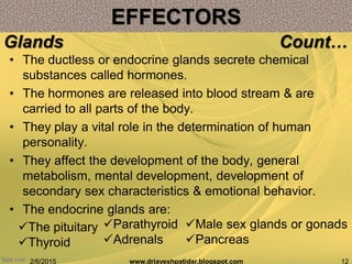 • The ductless or endocrine glands secrete chemical
substances called hormones.
• The hormones are released into blood stream & are
carried to all parts of the body.
• They play a vital role in the determination of human
personality.
• They affect the development of the body, general
metabolism, mental development, development of
secondary sex characteristics & emotional behavior.
• The endocrine glands are:
2/6/2015 12www.drjayeshpatidar.blogspot.com
Glands Count…
EFFECTORS
The pituitary
Thyroid
Parathyroid
Adrenals
Male sex glands or gonads
Pancreas
 