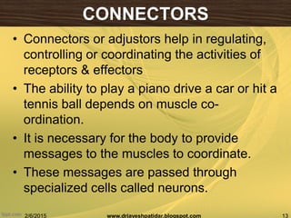 CONNECTORS
• Connectors or adjustors help in regulating,
controlling or coordinating the activities of
receptors & effectors
• The ability to play a piano drive a car or hit a
tennis ball depends on muscle co-
ordination.
• It is necessary for the body to provide
messages to the muscles to coordinate.
• These messages are passed through
specialized cells called neurons.
2/6/2015 13www.drjayeshpatidar.blogspot.com
 