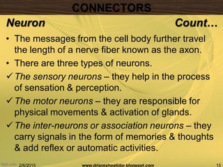 • The messages from the cell body further travel
the length of a nerve fiber known as the axon.
• There are three types of neurons.
The sensory neurons – they help in the process
of sensation & perception.
The motor neurons – they are responsible for
physical movements & activation of glands.
The inter-neurons or association neurons – they
carry signals in the form of memories & thoughts
& add reflex or automatic activities.
2/6/2015 15www.drjayeshpatidar.blogspot.com
Neuron Count…
CONNECTORS
 