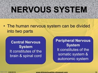 NERVOUS SYSTEM
• The human nervous system can be divided
into two parts
2/6/2015 18www.drjayeshpatidar.blogspot.com
Central Nervous
System
It constitutes of the
brain & spinal cord
Peripheral Nervous
System
It constitutes of the
somatic system &
autonomic system
 