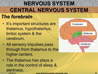 NERVOUS SYSTEM
2/6/2015 20www.drjayeshpatidar.blogspot.com
CENTRAL NERVOUS SYSTEM
• It‟s important structures are
thalamus, hypothalamus,
limbic system & the
cerebrum.
• All sensory impulses pass
through from thalamus to the
higher centers.
• The thalamus has plays a
role in the control of sleep &
alertness.
The forebrain
 