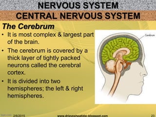 NERVOUS SYSTEM
2/6/2015 23www.drjayeshpatidar.blogspot.com
CENTRAL NERVOUS SYSTEM
• It is most complex & largest part
of the brain.
• The cerebrum is covered by a
thick layer of tightly packed
neurons called the cerebral
cortex.
• It is divided into two
hemispheres; the left & right
hemispheres.
The Cerebrum
 