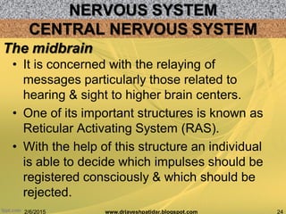 NERVOUS SYSTEM
2/6/2015 24www.drjayeshpatidar.blogspot.com
CENTRAL NERVOUS SYSTEM
• It is concerned with the relaying of
messages particularly those related to
hearing & sight to higher brain centers.
• One of its important structures is known as
Reticular Activating System (RAS).
• With the help of this structure an individual
is able to decide which impulses should be
registered consciously & which should be
rejected.
The midbrain
 
