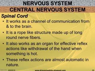 NERVOUS SYSTEM
2/6/2015 26www.drjayeshpatidar.blogspot.com
CENTRAL NERVOUS SYSTEM
• It works as a channel of communication from
& to the brain.
• It is a rope like structure made up of long
round nerve fibers.
• It also works as an organ for effective reflex
actions like withdrawal of the hand when
something is hot.
• These reflex actions are almost automatic in
nature.
Spinal Cord
 