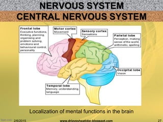 NERVOUS SYSTEM
2/6/2015 27www.drjayeshpatidar.blogspot.com
CENTRAL NERVOUS SYSTEM
Localization of mental functions in the brain
 