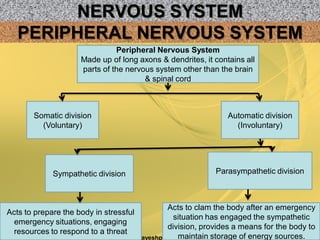 NERVOUS SYSTEM
2/6/2015 28www.drjayeshpatidar.blogspot.com
PERIPHERAL NERVOUS SYSTEM
Peripheral Nervous System
Made up of long axons & dendrites, it contains all
parts of the nervous system other than the brain
& spinal cord
Somatic division
(Voluntary)
Parasympathetic division
Acts to clam the body after an emergency
situation has engaged the sympathetic
division, provides a means for the body to
maintain storage of energy sources.
Automatic division
(Involuntary)
Acts to prepare the body in stressful
emergency situations, engaging
resources to respond to a threat
Sympathetic division
 