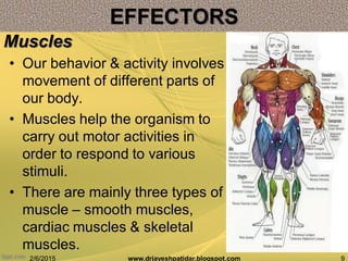 • Our behavior & activity involves
movement of different parts of
our body.
• Muscles help the organism to
carry out motor activities in
order to respond to various
stimuli.
• There are mainly three types of
muscle – smooth muscles,
cardiac muscles & skeletal
muscles.
2/6/2015 9www.drjayeshpatidar.blogspot.com
Muscles
EFFECTORS
 