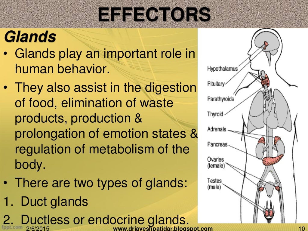 Biological basis of human behavior