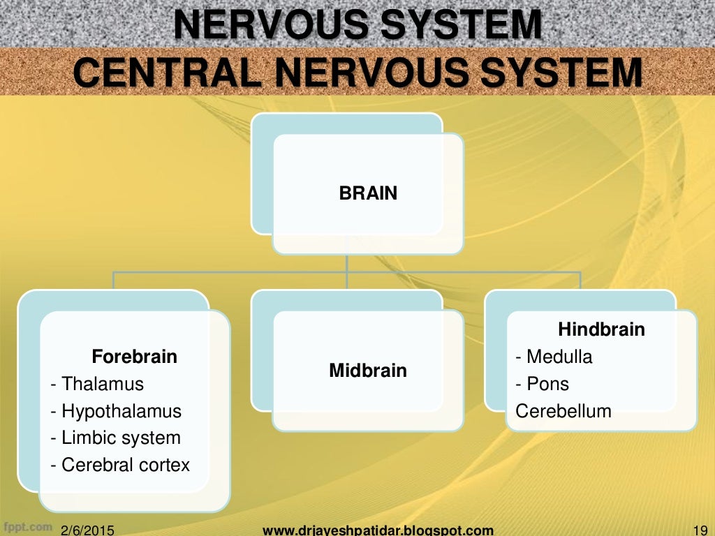 Biological basis of human behavior