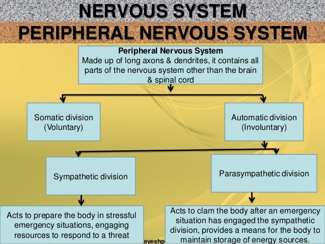 endocrine system as a biological basis of human behavior The nervous system and behavior 23 biological basis of behavioral disorders 491 the hallmark of human sexual behavior is. endocrine system as a biological basis of human behavior The nervous system and behavior 23 biological basis of behavioral disorders 491 the hallmark of human sexual behavior is.