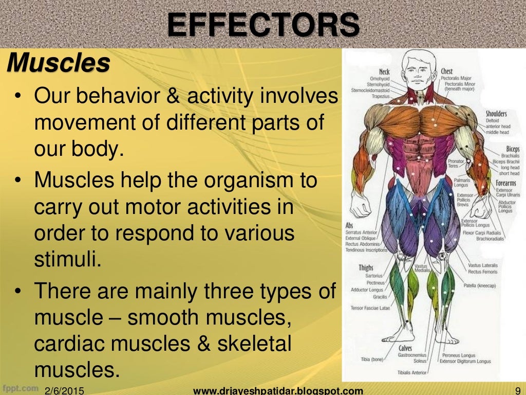 Biological basis of human behavior