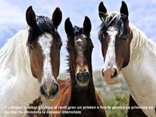 Cu timpul intelegi ca daca ai ranit grav un prieten e foarte posibil ca prietenia sa nu mai fie niciodata la aceeasi intensitate 