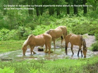 Cu timpul iti dai seama ca fiecare experienta traita alaturi de fiecare fiinta nu se va mai repeta niciodata 