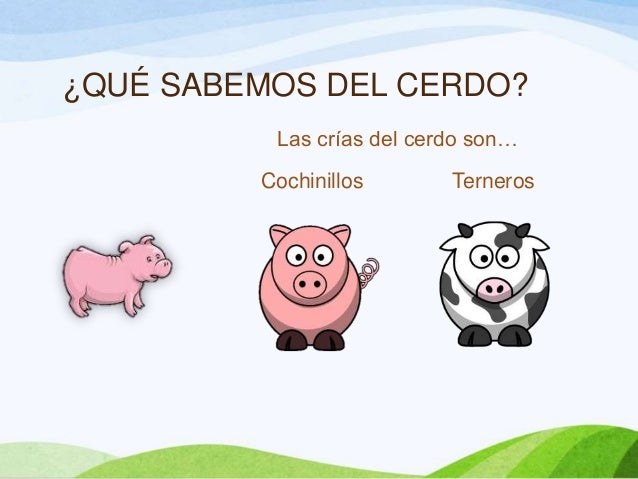 ¿QUÉ SABEMOS DEL CERDO?Las crías del cerdo son…Cochinillos Terneros