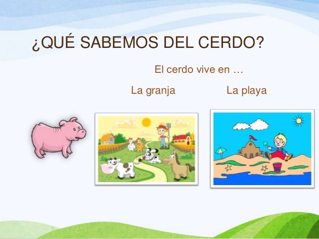 ¿QUÉ SABEMOS DEL CERDO?El cerdo vive en …La granja La playa