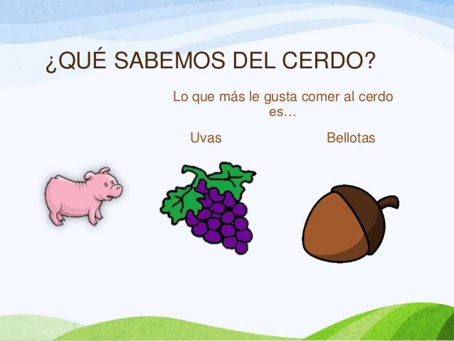 ¿QUÉ SABEMOS DEL CERDO?Lo que más le gusta comer al cerdoes…Uvas Bellotas