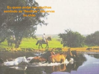 Eu quero andar nas coxilhas sentindo as “flexilhas” das ervas do chão 