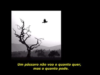 Um  pássaro não voa o quanto quer,  mas o quanto pode.   