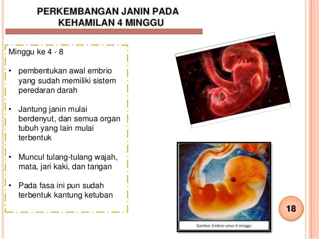 Proses Kehamilan & Perkembangan Janin, Bayi dan Kanak-kanak