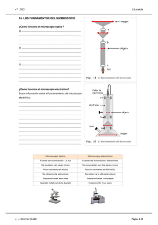 4 º ESO                                                                                                                                             I) La célula


   14. LOS FUNDAMENTOS DEL MICROSCOPIO


   ¿Cómo funciona el microscopio óptico?
   c) ..........................................................................................
   ..............................................................................................
   ..............................................................................................
   ..............................................................................................
   b) ..........................................................................................
   ..............................................................................................
   ..............................................................................................
   ..............................................................................................
   o) ..........................................................................................
   ..............................................................................................
   ..............................................................................................
   ..............................................................................................      Fig. 19 El funcionamiento del microscopio.
   ..............................................................................................


   ¿Cómo funciona el microscopio electrónico?
   Busca información sobre el funcionamiento del microscopio
   electrónico.
   ..............................................................................................
   ..............................................................................................
   ..............................................................................................
   ..............................................................................................
   ..............................................................................................
   ..............................................................................................
   ..............................................................................................
   ..............................................................................................
   ..............................................................................................
   ..............................................................................................
                                                                                                       Fig. 20 El funcionamiento del microscopio.
   ..............................................................................................




                                           Microscopio óptico                                           Microscopio electrónico

                                  Fuente de iluminación: La luz                                     Fuente de iluminación: electrones

                                     Se pueden ver seres vivos                                      No se pueden ver los seres vivos

                                       Poco aumento (X1000)                                           Mucho aumento (X300 000)

                                      Se observa la estructura                                        Se observa la ultraestructura

                                       Preparaciones sencillas                                          Preparaciones complejas

                                   Aparato relativamente barato                                          Instrumento muy caro




J. L. Sánchez Guillén                                                                                                                           Página I-10
 