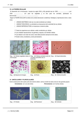 4 º ESO                                                                                                                           I) La célula


   15. LA TEORÍA CELULAR
    El desarrollo de la microscopía durante los siglos XVIII y XIX permitió que en 1838 ............................... y en
   1839       ..........................,   uno    para      los     vegetales    y   el   otro   para   los   animales,   planteasen   la
   denominada .................................................................
    Según la TEORÍA CELULAR la célula es la unidad estructural o anatómica, fisiológica y reproductora de los seres
   vivos.
                •     UNIDAD ANATÓMICA: todo ser vivo está constituido por células.
                •     UNIDAD FISIOLÓGICA: su actividad es consecuencia de la actividad de sus células.
                •     UNIDAD REPRODUCTORA: se reproduce a través de ellas.


                1º Todos los organismos son células o están constituidos por células.
                2º Las unidades reproductoras: los gametos y esporas, son también células.
                3º Las células no se crean de nuevo, toda célula proviene siempre de otra célula.
                4º Existen seres unicelulares y seres pluricelulares.




    Fig. 21 Células vegetales vistas al Fig. 22 Células animales (corte de Fig. 23 Espermatozoides.
    microscopio.                        un túbulo seminífero de un
                                        testículo).




    Fig. 24 Esporas de hongos.                             Fig. 25 Óvulo                            Fig. 26 Granos de polen


   16. UNICELULARES Y PLURICELULARES
   Como consecuencia del cuarto punto de la teoría celular, vamos a dividir los seres vivos en dos grandes grupos:
                -Unicelulares: con una sola célula.                                    -Pluricelulares: con muchas células.




    Fig. 27 Ameba                                          Fig. 28 Paramecio                        Fig. 29 Vorticela




J. L. Sánchez Guillén                                                                                                             Página I-11
 