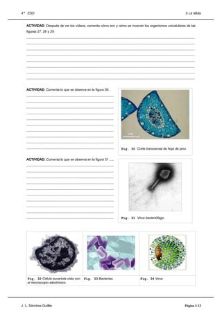 4 º ESO                                                                                                                                                                       I) La célula


   ACTIVIDAD: Después de ver los vídeos, comenta cómo son y cómo se mueven los organismos unicelulares de las
   figuras 27, 28 y 29:
   .....................................................................................................................................................................................
   .....................................................................................................................................................................................
   .....................................................................................................................................................................................
   .....................................................................................................................................................................................
   .....................................................................................................................................................................................
   .....................................................................................................................................................................................
   .....................................................................................................................................................................................
   .....................................................................................................................................................................................


   ACTIVIDAD: Comenta lo que se observa en la figura 30.
   ..............................................................................................
   ..............................................................................................
   ..............................................................................................
   ..............................................................................................
   ..............................................................................................
   ..............................................................................................
   ..............................................................................................
   ..............................................................................................
   ..............................................................................................
   ..............................................................................................       Fig. 30 Corte transversal de hoja de pino.


   ACTIVIDAD: Comenta lo que se observa en la figura 31 .....
   ..............................................................................................
   ..............................................................................................
   ..............................................................................................
   ..............................................................................................
   ..............................................................................................
   ..............................................................................................
   ..............................................................................................
   ..............................................................................................
   ..............................................................................................
   ..............................................................................................       Fig. 31 Virus bacteriófago.




    Fig. 32 Célula eucariota vista con                          Fig. 33 Bacterias.                                           Fig. 34 Virus
    el microscopio electrónico.




J. L. Sánchez Guillén                                                                                                                                                        Página I-12
 