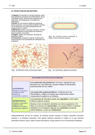4 º ESO                                                                                                            I) La célula


   20. ESTRUCTURA DE UNA BACTERIA:

   1) Cápsula: Se presenta en muchas bacterias, sobre
   todo patógenas (causantes de enfermedades). Es de
                                                                         1       2
   naturaleza viscosa. Tiene función protectora de la                                 3
   desecación, de la fagocitosis o del ataque de
   anticuerpos.
   2) Pared: Es una envoltura rígida que soporta las
   fuertes presiones a las que está sometida la bacteria.
   Por la estructura de su pared distinguiremos las
                                                                 5
   bacterias Gram+ y Gram-.
   3) Membrana: Rodea y envuelve la bacteria. A través
   de ella se realizan los intercambios de sustancias
   entre la bacteria y el exterior.
   4) Flagelo: Órgano de movimiento. No todas las                                                        4
   bacterias lo tienen.                                         Fig. 40 1) Cápsula; 2) pared; 3) membrana; 4)
   5) Cromosoma: Contiene los genes, la información             flagelo; 5) ADN, cromosoma o genoma.
   necesaria para el funcionamiento del metabolismo de
   la bacteria.




    Fig. 41 Bacterias vistas al microscopio óptico.             Fig. 42 Cianoficeas, organismo procariota.




   Independientemente del tipo de nutrición, las bacterias pueden necesitar el oxígeno atmosférico (bacterias
   aerobias) o no (bacterias anaerobias). Para algunas bacterias anaerobias el oxígeno es un gas venenoso
   (anaerobias estrictas), otras lo utilizan cuando está presente, aunque pueden vivir sin él (anaerobias facultativas).




J. L. Sánchez Guillén                                                                                             Página I-14
 