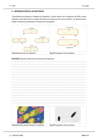 4 º ESO                                                                                                                                                                       I) La célula


   21. REPRODUCCIÓN DE LAS BACTERIAS


    Generalmente las bacterias se multiplican por bipartición o división binaria; tras la replicación del ADN, la pared
   bacteriana crece hasta formar un tabique transversal que separa las dos nuevas bacterias. Las bacterias tienen
   también mecanismos parasexuales de reproducción (conjugación).


                                                                                                                                       cromosoma
                                            cromosoma




                                                                                                                                                            F+
                                                                         Replicación                                           pili




                                               división
                                                                                                                                                           F-
                                                                                                                                      cromosoma




    Fig. 43 Reproducción por bipartición:                                                       Fig. 44 Conjugación de dos bacterias.


   ACTIVIDAD: Describe ambas formas de reproducción bacteriana:
   .....................................................................................................................................................................................
   .....................................................................................................................................................................................
   .....................................................................................................................................................................................
   .....................................................................................................................................................................................
   .....................................................................................................................................................................................
   .....................................................................................................................................................................................
   .....................................................................................................................................................................................
   .....................................................................................................................................................................................
   .....................................................................................................................................................................................
   .....................................................................................................................................................................................
   .....................................................................................................................................................................................
   .....................................................................................................................................................................................
   .....................................................................................................................................................................................
   .....................................................................................................................................................................................
   .....................................................................................................................................................................................
   .....................................................................................................................................................................................
   .....................................................................................................................................................................................




    Fig. 45 Bacterias reproduciendose por bipartición..                                         Fig. 46 Conjugación de dos bacterias.




J. L. Sánchez Guillén                                                                                                                                                        Página I-15
 
