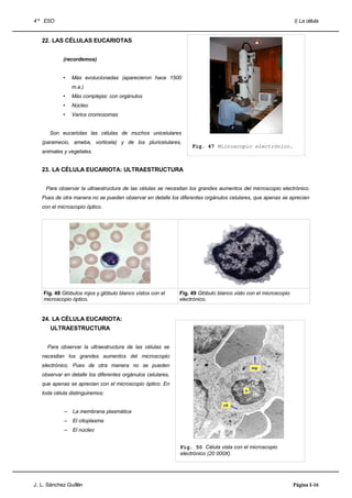 4 º ESO                                                                                                        I) La célula


   22. LAS CÉLULAS EUCARIOTAS


            (recordemos)


            •    Más evolucionadas (aparecieron hace 1500
                 m.a.)
            •    Más complejas: con orgánulos
            •    Núcleo
            •    Varios cromosomas


      Son eucariotas las células de muchos unicelulares
   (paramecio, ameba, vorticela) y de los pluricelulares,
                                                                  Fig. 47 Microscopio electrónico.
   animales y vegetales.


   23. LA CÉLULA EUCARIOTA: ULTRAESTRUCTURA


     Para observar la ultraestructura de las células se necesitan los grandes aumentos del microscopio electrónico.
   Pues de otra manera no se pueden observar en detalle los diferentes orgánulos celulares, que apenas se aprecian
   con el microscopio óptico.




    Fig. 48 Glóbulos rojos y glóbulo blanco vistos con el    Fig. 49 Glóbulo blanco visto con el microscopio
    microscopio óptico.                                      electrónico.


   24. LA CÉLULA EUCARIOTA:
       ULTRAESTRUCTURA


     Para observar la ultraestructura de las células se
   necesitan los grandes aumentos del microscopio
   electrónico. Pues de otra manera no se pueden                                             mp
   observar en detalle los diferentes orgánulos celulares,
   que apenas se aprecian con el microscopio óptico. En
                                                                                         n
   toda célula distinguiremos:

                                                                               cit
             –   La membrana plasmática
             –   El citoplasma
             –   El núcleo


                                                             Fig. 50 Célula vista con el microscopio
                                                             electrónico (20 000X).




J. L. Sánchez Guillén                                                                                          Página I-16
 