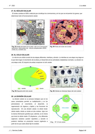 4 º ESO                                                                                                                                I) La célula


   27. EL NÚCLEO CELULAR
    El núcleo contiene el ADN, molécula que constituye los cromosomas y en los que se encuentran los genes, que
   determinan todo el funcionamiento celular.



                                           mi
                                                                                      mitocondria



                                                                                                                           envoltura
                                                                                                                           nuclear



                        envoltura                                                                          cromatina
                        nuclear



                                                             REG
                                                                                                      núcleo




                          nu                                                                                             nucleolo
                    n                                                                    citoplasma




    Fig. 53 Detalle del interior de la célula visto con el microscopio              Fig. 54 Partes del núcleo de la célula.
    electrónico: mitocondrias (mi), retículo endoplasmático (REG),
    núcleo (n) y nucleolo (nu).



   28. EL CICLO CELULAR
    La vida de una célula consta de dos etapas diferentes: interfase y división. La interfase es una etapa muy larga en
   la que tiene lugar el crecimiento de la célula y el desarrollo de las actividades metabólicas normales. La división es
   una etapa corta. El conjunto de ambas componen el ciclo celular.




                                                               e
                                                            as
                                                          of
                                                        Pr             e
                                                                  afas
                                                              Met

                                                                   Anafase

                                                                    Telofase




                           Interfase                               División

    Fig. 55 Esquema del ciclo ceular.                                               Fig. 56 Células en diversas fases del ciclo celular.


   29. LA DIVISIÓN CELULAR
     La división celular es un proceso biológico que en los
   seres unicelulares permite su multiplicación y en los
   pluricelulares          el       crecimiento,   el        desarrollo,       la
   regeneración de órganos y tejidos y las funciones de
                                                                                                               Ciclo celular
   reproducción.          En una división celular, la célula inicial,
   célula madre, divide su núcleo en dos núcleos hijos con
   la misma información genética que, además, es la misma
   que tenía la célula madre. El citoplasma y los diferentes
   orgánulos celulares quedan repartidos y durante la
   posterior interfase se producirán nuevos orgánulos a
                                                                                    Fig. 57 El ciclo celular.
   partir de los que cada célula hija ha recibido.



J. L. Sánchez Guillén                                                                                                                  Página I-18
 