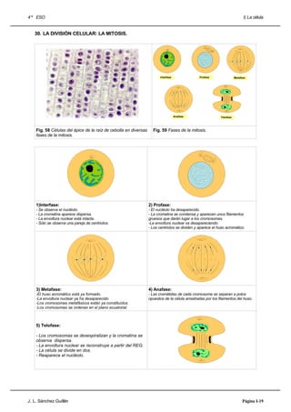4 º ESO                                                                                                                       I) La célula


   30. LA DIVISIÓN CELULAR: LA MITOSIS.




                                                                         Interfase              Profase                 Metafase




                                                                                     Anafase                 Telofase




    Fig. 58 Células del ápice de la raíz de cebolla en diversas     Fig. 59 Fases de la mitosis.
    fases de la mitosis.




    1)Interfase:                                                  2) Profase:
    - Se observa el nucléolo.                                     - El nucléolo ha desaparecido.
    - La cromatina aparece dispersa.                              - La cromatina se condensa y aparecen unos filamentos
    - La envoltura nuclear está intacta.                          gruesos que darán lugar a los cromosomas.
    - Sólo se observa una pareja de centriolos.                   -La envoltura nuclear va desapareciendo
                                                                  - Los centriolos se dividen y aparece el huso acromático.




    3) Metafase:                                                  4) Anafase:
    -El huso acromático está ya formado.                          - Las cromátidas de cada cromosoma se separan a polos
    -La envoltura nuclear ya ha desaparecido.                     opuestos de la célula arrastradas por los filamentos del huso.
    -Los cromosomas metafásicos están ya constituídos.
    -Los cromosomas se ordenan en el plano ecuatorial.



    5) Telofase:

    - Los cromosomas se desespiralizan y la cromatina se
    observa dispersa.
    - La envoltura nuclear se reconstruye a partir del REG.
    - La célula se divide en dos.
    - Reaparece el nucléolo.




J. L. Sánchez Guillén                                                                                                        Página I-19
 