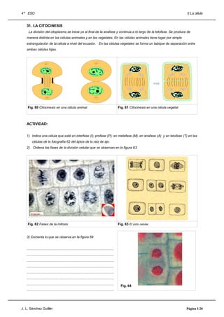 4 º ESO                                                                                                                                         I) La célula


   31. LA CITOCINESIS
     La división del citoplasma se inicia ya al final de la anafase y continúa a lo largo de la telofase. Se produce de
   manera distinta en las células animales y en las vegetales. En las células animales tiene lugar por simple
   estrangulación de la célula a nivel del ecuador. En las células vegetales se forma un tabique de separación entre
   ambas células hijas.




    Fig. 60 Citocinesis en una célula animal.                                                      Fig. 61 Citocinesis en una célula vegetal.



   ACTIVIDAD:


   1) Indica una célula que esté en interfase (I); profase (P); en metafase (M); en anafase (A) y en telofase (T) en las
        células de la fotografía 62 del ápice de la raíz de ajo.
   2) Ordena las fases de la división celular que se observan en la figura 63.




    Fig. 62 Fases de la mitosis.                                                                   Fig. 63 El ciclo celular.


   3) Comenta lo que se observa en la figura 64


   .............................................................................................
   .............................................................................................
   .............................................................................................
   .............................................................................................
   .............................................................................................
   .............................................................................................
   .............................................................................................
                                                                                                     Fig. 64
   .............................................................................................




J. L. Sánchez Guillén                                                                                                                           Página I-20
 