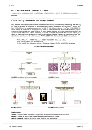 4 º ESO                                                                                                                                               I) La célula


   32. LA ORGANIZACIÓN DE LOS PLURICELULARES
    Los organismos pluriceluares están constituídos por miles de millones o billones de células de muchas clases
   diferentes.:


    CALCULANDO: ¿Cuántas células tiene el cuerpo humano?

    Para averiguar esto hagamos los siguientes razonamientos y cálculos: Consideremos una persona que pese 70
    kg. Como la densidad del organismo es aproximadamente 1kg/dm3, su volumen será de 70 dm3. Como 1dm3
    tiene 1000 000 mm3, el cuerpo de esta persona tendrá, 70 000 000 mm3. Como 1 mm3 son 1000 000 000 de
    micras cúbicas. El cuerpo de una persona de 70 kg tendrá un volumen de 70 000 000 000 000 000 micras cúbicas.
    Una típica célula corporal tiene unas 10 micras de largo. Si para simplificar la consideramos de forma cúbica, su
    volumen será de 1000 micras cúbicas (10*10*10). Dividiendo los 70 000 000 000 000 000 de micras cúbicas, que
    tienen un cuerpo de 70 Kg de peso, entre 1000 micras cúbicas, que es el volumen de una célula humana tipo,
    obtendremos que el número de células será de 70 000 000 000 000. Esto es, tendrá 70 billones de células.

                70 Kg > 70 dm3 > 70 000 000 mm3 > 70 000 000 000 000 000 micras cúbicas
                como una célula tiene 1000micras cúbicas
                70 000 000 000 000 000 micras cúbicas / 1000micras cúbicas = 70 000 000 000 000 de células

                                                     ¡¡¡70 BILLONES DE CÉLULAS!!!



                                     células                                                                       tejidos
                                                                                                                  tejidos
                                    células




                                                                                                        Grupo de células similares que
                                                                                                       Grupo de células similares que
                                     tejidos
                                    tejidos                                                               realizan la misma función
                                                                                                         realizan la misma función




                                     órganos
                                    órganos




                     aparatos                           sistemas
                                                       sistemas
                    aparatos


                                                                                                                                          Tejido nervioso.
                                       organismo
                                                                               Tejido cartilaginoso.
                                                                              Tejido cartilaginoso.       Tejido adiposo oograso.
                                                                                                           Tejido adiposo graso.         Tejido nervioso.
                                      organismo
                                      pluricelular
                                     pluricelular


    Fig. 65 Organización de los pluricelulares                               Fig. 66 Los tejidos.


                                      órganos
                                     órganos                                                                   Sistema yy
                                                                                                                Sistema
                                                                                                                 aparato
                                                                                                                aparato


                        Conjunto de tejidos cuyas células se
                       Conjunto de tejidos cuyas células se
                         asocian para realizar una función.                                      Conjunto de órganos cuyas funciones
                                                                                                Conjunto de órganos cuyas funciones
                        asocian para realizar una función.
                                                                                                          está relacionadas
                                                                                                         está relacionadas




                                                                              Aparato                            Sistema                         Aparato
                                                                                                                                                Aparato
                                                                             Aparato                            Sistema
                                                                    Diente    digestivo                          nervioso                        excretor
                                                                                                                                                excretor
        Riñón
       Riñón                         Corazón
                                    Corazón                        Diente    digestivo                          nervioso



    Fig. 67 Órganos                                                          Fig. 68 Aparatos y sistemas


    CONCLUSIÓN:
    Tejidos: Grupo de células similares que organizadas de determinada forma realizan una función.
    Órgano: Conjunto de tejidos cuyas células se asocian para realizar una función.
    Aparato y sistema: Conjunto de órganos cuyas funciones está relacionadas




J. L. Sánchez Guillén                                                                                                                                Página I-21
 