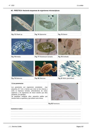 4 º ESO                                                                                                                                                                       I) La célula


   40. PRÁCTICA: Haciendo esquemas de organismos microscópicos




    Fig. 73 Ciliado sp.                                         Fig. 74 Stylonichia                                          Fig. 75 Stentor




    Fig. 76 Ameba                                               Fig. 77 Paramecium bursaria.                                 Fig. 78 Vorticella




    Fig. 79 Diatomea                                            Fig. 80 Diatomea                                             Fig. 81 Moho (penicillium).


    1) Los paramecios

    Los paramecios son organismos unicelulares          muy
    pequeños (0,1 mm o menos) que viven en las charcas y
    entre la hojarasca húmeda, alimentándose de restos
    orgánicos y de organismos de menor tamaño que ellos
    (bacterias, por ejemplo).
    Se desplazan mediante cilios, pequeños pelillos que
    recubre toda su superficie y que actúan como remos.


                                                                                                    Fig. 82 Paramecios


   Comenta el vídeo:......................................................................................................................................................
   .....................................................................................................................................................................................
   .....................................................................................................................................................................................
   .....................................................................................................................................................................................
   .....................................................................................................................................................................................




J. L. Sánchez Guillén                                                                                                                                                        Página I-25
 