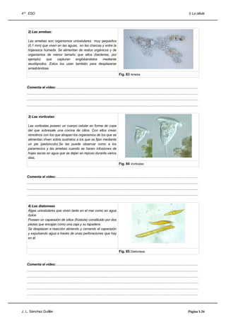 4 º ESO                                                                                                                                                                       I) La célula




    2) Las amebas:

    Las amebas son organismos unicelulares muy pequeños
    (0,1 mm) que viven en las aguas, en las charcas y entre la
    hojarasca húmeda. Se alimentan de restos orgánicos y de
    organismos de menor tamaño que ellos (bacterias, por
    ejemplo)    que    capturan   englobándolos     mediante
    seudópodos. Estos los usan también para desplazarse
    arrastrándose.
                                                                                                    Fig. 83 Ameba


   Comenta el vídeo:......................................................................................................................................................
   .....................................................................................................................................................................................
   .....................................................................................................................................................................................
   .....................................................................................................................................................................................


    3) Las vorticelas:

    Las vorticelas poseen un cuerpo celular en forma de copa
    del que sobresale una corona de cilios. Con ellos crean
    remolinos con los que atrapan los organismos de los que se
    alimentan.Viven sobre sustratos a los que se fijan mediante
    un pie (pedúnculo).Se las puede observar como a los
    paramecios y las amebas cuando se hacen infusiones de
    hojas secas en agua que se dejan en reposo durante varios
    días.
                                                                                                    Fig. 84 Vorticelas


   Comenta el vídeo:......................................................................................................................................................
   .....................................................................................................................................................................................
   .....................................................................................................................................................................................
   .....................................................................................................................................................................................


    4) Las diatomeas
    Algas unicelulares que viven tanto en el mar como en agua
    dulce.
    Poseen un caparazón de sílice (frústula) constituido por dos
    piezas que encajan como una caja y su tapadera.
    Se desplazan a reacción abriendo y cerrando el caparazón
    y expulsando agua a través de unas perforaciones que hay
    en él.


                                                                                                    Fig. 85 Diatomeas.


   Comenta el vídeo:......................................................................................................................................................
   .....................................................................................................................................................................................
   .....................................................................................................................................................................................
   .....................................................................................................................................................................................
   .....................................................................................................................................................................................
   .....................................................................................................................................................................................




J. L. Sánchez Guillén                                                                                                                                                        Página I-26
 