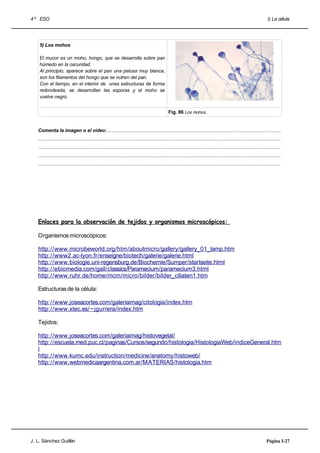 4 º ESO                                                                                                                                                                       I) La célula




    5) Los mohos

    El mucor es un moho, hongo, que se desarrolla sobre pan
    húmedo en la oscuridad.
    Al principio, aparece sobre el pan una pelusa muy blanca,
    son los filamentos del hongo que se nutren del pan.
    Con el tiempo, en el interior de unas estructuras de forma
    redondeada, se desarrollan las esporas y el moho se
    vuelve negro.


                                                                                                    Fig. 86 Los mohos.


   Comenta la imagen o el vídeo:..................................................................................................................................
   .....................................................................................................................................................................................
   .....................................................................................................................................................................................
   .....................................................................................................................................................................................
   .....................................................................................................................................................................................




   Enlaces para la observación de tejidos y organismos microscópicos:

   Organismos microscópicos:

   http://www.microbeworld.org/htm/aboutmicro/gallery/gallery_01_lamp.htm
   http://www2.ac-lyon.fr/enseigne/biotech/galerie/galerie.html
   http://www.biologie.uni-regensburg.de/Biochemie/Sumper/startseite.html
   http://ebiomedia.com/gall/classics/Paramecium/paramecium3.html
   http://www.ruhr.de/home/mcm/micro/bilder/bilder_ciliaten1.htm

   Estructuras de la célula:

   http://www.joseacortes.com/galeriaimag/citologia/index.htm
   http://www.xtec.es/ ~jgurrera/index.htm

   Tejidos:

   http://www.joseacortes.com/galeriaimag/histovegetal/
   http://escuela.med.puc.cl/paginas/Cursos/segundo/histologia/HistologiaWeb/indiceGeneral.htm
   l
   http://www.kumc.edu/instruction/medicine/anatomy/histoweb/
   http://www.webmedicaargentina.com.ar/MATERIAS/histologia.htm




J. L. Sánchez Guillén                                                                                                                                                        Página I-27
 