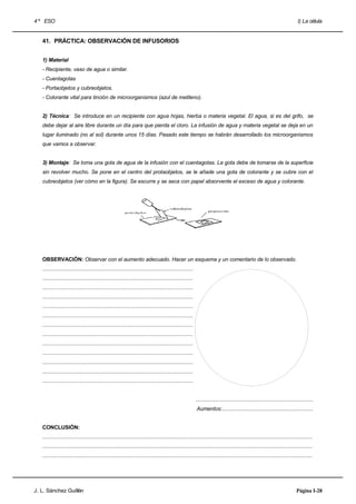 4 º ESO                                                                                                                                                                          I) La célula


   41. PRÁCTICA: OBSERVACIÓN DE INFUSORIOS


   1) Material
   - Recipiente, vaso de agua o similar.
   - Cuentagotas
   - Portaobjetos y cubreobjetos.
   - Colorante vital para tinción de microorganismos (azul de metileno).


   2) Técnica: Se introduce en un recipiente con agua hojas, hierba o materia vegetal. El agua, si es del grifo, se
   debe dejar al aire libre durante un día para que pierda el cloro. La infusión de agua y materia vegetal se deja en un
   lugar iluminado (no al sol) durante unos 15 días. Pasado este tiempo se habrán desarrollado los microorganismos
   que vamos a observar.


   3) Montaje: Se toma una gota de agua de la infusión con el cuentagotas. La gota debe de tomarse de la superficie
   sin revolver mucho. Se pone en el centro del protaobjetos, se le añade una gota de colorante y se cubre con el
   cubreobjetos (ver cómo en la figura). Se escurre y se seca con papel absorvente el exceso de agua y colorante.




   OBSERVACIÓN: Observar con el aumento adecuado. Hacer un esquema y un comentario de lo observado.
   .....................................................................................................
   .....................................................................................................
   .....................................................................................................
   .....................................................................................................
   .....................................................................................................
   .....................................................................................................
   .....................................................................................................
   .....................................................................................................
   .....................................................................................................
   .....................................................................................................
   .....................................................................................................
   .....................................................................................................
   .....................................................................................................


                                                                                                           .................................................................................
                                                                                                           Aumentos:...............................................................


   CONCLUSIÓN:
   .....................................................................................................................................................................................
   .....................................................................................................................................................................................
   .....................................................................................................................................................................................




J. L. Sánchez Guillén                                                                                                                                                           Página I-28
 