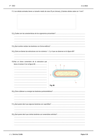 4 º ESO                                                                                                                                                                     I) La célula


   11) Las células animales tienen un tamaño medio de unas 25 µm (micras) ¿Cuántas células caben en 1 mm?




   12) ¿Cuáles son las características de los organismos procariotas?.........................................................................
        ..............................................................................................................................................................................
        ..............................................................................................................................................................................
        ..............................................................................................................................................................................
        ..............................................................................................................................................................................
   13) ¿Qué nombre reciben las bacterias con forma esférica? .....................................................................................


   14) ¿Cómo se llaman las estructuras con los números: 1, 3 y 4 que se observan en la figura 88?
        ..............................................................................................................................................................................
        ..............................................................................................................................................................................
        ..............................................................................................................................................................................
   15) Haz un breve comentario de la estructura que
       tiene el número 5 en la figura 88.............................
                                                                                                             1          2
                                                                                                                                 3
       .................................................................................
        ................................................................................
        ................................................................................
        ................................................................................        5

        ................................................................................
        ................................................................................
        ................................................................................                                                                      4

        ................................................................................
                                                                                               Fig. 88
        ................................................................................

   16) ¿Cómo obtienen su energía las bacterias quimiosintéticas? ...............................................................................
        ..............................................................................................................................................................................
        ..............................................................................................................................................................................
        ..............................................................................................................................................................................
        ..............................................................................................................................................................................
   17) ¿Qué quiere decir que algunas bacterias son saprofitas? ...................................................................................
        ..............................................................................................................................................................................
        ..............................................................................................................................................................................
        ..............................................................................................................................................................................
   18) ¿Qué quiere decir que ciertas bacterias son anaerobias estrictas?.....................................................................
        ..............................................................................................................................................................................
        ..............................................................................................................................................................................
        ..............................................................................................................................................................................
        ..............................................................................................................................................................................




J. L. Sánchez Guillén                                                                                                                                                      Página I-30
 