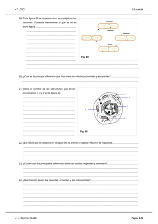 4 º ESO                                                                                                                                                                     I) La célula


   19) En la figura 89 se observa cómo se multiplican las
                                                                                                                                     cromosoma
       bacterias. Comenta brevemente lo que se ve en
       dicha figura..............................................................
            ...........................................................................                                                mesosoma


                                                                                                                                                              Replicación

            ...........................................................................
             .........................................................................
            ..........................................................................                                                 división


            ..........................................................................
            ..........................................................................
            ..........................................................................
                                                                                               Fig. 89
            ...........................................................................
            .........................................................................................................................................................................
            ..........................................................................................................................................................................


   20) ¿Cuál es la principal diferencia que hay entre las células procariotas y eucariotas? ..........................................
       ...............................................................................................................................................................................


   21) Indica el nombre de las estructuras que llevan
       los números 1, 3 y 4 en la figura 90.
        ..............................................................................
        ..............................................................................
        ..............................................................................
        ..............................................................................
        ..............................................................................
        ..............................................................................
        ..............................................................................
        ..............................................................................
        ..............................................................................       Fig. 90
        ..............................................................................


   22) ¿La célula que se observa en la figura 90 es animal o vegetal? Razona la respuesta........................................
        ..............................................................................................................................................................................
        ..............................................................................................................................................................................
        ..............................................................................................................................................................................
        ..............................................................................................................................................................................
   23) ¿Cuáles son las principales diferencias entre las células vegetales y animales?................................................
        ..............................................................................................................................................................................
        ..............................................................................................................................................................................
        ..............................................................................................................................................................................
   24) ¿Qué función tienen las vacuolas, el núcleo y las mitocondrias?.........................................................................
        ..............................................................................................................................................................................
        ..............................................................................................................................................................................
        ..............................................................................................................................................................................
        ..............................................................................................................................................................................
        ..............................................................................................................................................................................
        .............................................................................................................................................................................




J. L. Sánchez Guillén                                                                                                                                                       Página I-31
 