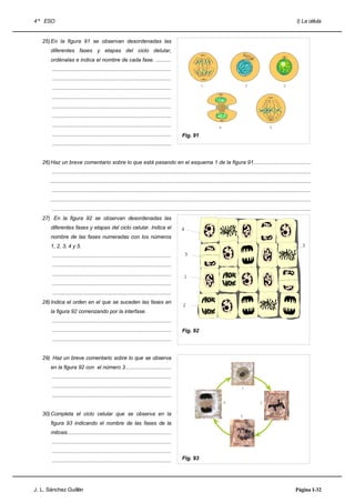 4 º ESO                                                                                                                                                                     I) La célula


   25) En la figura 91 se observan desordenadas las
       diferentes fases y etapas del ciclo delular,
       ordénalas e indica el nombre de cada fase. ..........
        ................................................................................
        ................................................................................
        ................................................................................
        ................................................................................
        ................................................................................
        ................................................................................
        ................................................................................
        ................................................................................       Fig. 91
        ................................................................................


   26) Haz un breve comentario sobre lo que está pasando en el esquema 1 de la figura 91.......................................
        ..............................................................................................................................................................................
       ...............................................................................................................................................................................
        ..............................................................................................................................................................................
       ...............................................................................................................................................................................
        ..............................................................................................................................................................................
   27) En la figura 92 se observan desordenadas las
       diferentes fases y etapas del ciclo celular. Indica el
       nombre de las fases numeradas con los números
       1, 2, 3, 4 y 5.
        ................................................................................
        ................................................................................
        ................................................................................
        ................................................................................
        ................................................................................
   28) Indica el orden en el que se suceden las fases en
       la figura 92 comenzando por la interfase.
        ................................................................................
        ................................................................................       Fig. 92
        ................................................................................


   29) Haz un breve comentario sobre lo que se observa
       en la figura 92 con el número 3...............................
        ................................................................................
        ................................................................................
        ................................................................................


   30) Completa el ciclo celular que se observa en la
       figura 93 indicando el nombre de las fases de la
       mitosis......................................................................
        ................................................................................
        ................................................................................
        ................................................................................       Fig. 93




J. L. Sánchez Guillén                                                                                                                                                      Página I-32
 