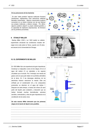 4 º ESO                                                                                                                                                                       I) La célula




    5) Los precursores de las bacterias

      En este "caldo primitivo" algunas moléculas formaron
    membranas, originándose unas estructuras esféricas
    llamadas coacervados. Algunos coacervados pudieron
    concentrar en su interior enzimas con las que fabricar
    sus propias moléculas y obtener energía. Por último,
    algunos pudieron adquirir su propio material genético y
    la capacidad de replicarse (reproducirse). Se formaron
    así los primitivos procariotas.




   9. STANLEY MILLER
     Stanley Miller (1930 -) en 1953 realizó su célebre
   experimento simulando las condiciones iniciales del
   origen de la vida sobre la Tierra, cuando con 23 años
   era becario de la Universidad de Chicago.




                                                                                                 Fig. 8            Stanley Miller (1930-).
   10. EL EXPERIMENTO DE MILLER



    En 1953 Miller hizo una experiencia de gran importancia.                                                                                           Electrodos

    Construyó un dispositivo como el de la figura. En él, el
    agua del matraz (1) se calentaba y los vapores
                                                                                                        Entrada de
    circulaban por el circuito. Por 2 introdujo una mezcla de                                           gases

    gases como la que pudo haber en la primitiva atmósfera                                                                                       Gases

    de la tierra. En 3 las descargas eléctricas de los
    electrodos hicieron reaccionar la mezcla. Ésta era
    enfriada por el condensador (4) y los compuestos
                                                                                                                                                           Condensador
    producidos se disolvían en el agua del matraz 1.
    Después de cierto tiempo, a través de la llave (5) sacó                                             Toma de
                                                                                                        muestras
    parte del líquido para analizarlo y descubrió que se
    habían         formado          muchas          biomoléculas:             azúcares
    sencillos, aminoácidos y otras de gran importancia en la
    constitución de los seres vivos.
                                                                                                                      Calor

    De esta manera Miller demostró que las primeras
    etapas de la teoría de Oparín eran posibles.

   .....................................................................................................................................................................................
   .....................................................................................................................................................................................
   .....................................................................................................................................................................................
   .....................................................................................................................................................................................
   .....................................................................................................................................................................................
   ....................................................................................................................................................................................




J. L. Sánchez Guillén                                                                                                                                                          Página I-7
 