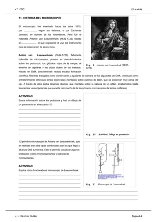 4 º ESO                                                                                                                                                                       I) La célula


   11. HISTORIA DEL MICROSCOPIO


   El microscopio fue inventado hacia los años 1610,
   por ..................., según los italianos, o por Zacharias
   Janssen, en opinión de los holandeses. Pero fue el
   holandés Antonie van Leeuwenhoek (1632-1723) nacido
   en ...................., el que popularizó el uso del instrumento
   para la observación de seres vivos.


   Antoni        van           Leeuwenhoek                (1632-1723),            fabricante
   holandés de microscopios, pionero en descubrimientos
   sobre los protozoos, los glóbulos rojos de la sangre, el
                                                                                                        Fig. 9           Antonie van Leeuwenhoek (1632-
   sistema de capilares y los ciclos vitales de los insectos.                                           1723).
   Nacido en Delft, Leeuwenhoek recibió escasa formación
   científica. Mientras trabajaba como comerciante y ayudante de cámara de los alguaciles de Delft, construyó como
   entretenimiento diminutas lentes biconvexas montadas sobre platinas de latón, que se sostenían muy cerca del
   ojo. A través de ellos podía observar objetos, que montaba sobre la cabeza de un alfiler, ampliándolos hasta
   trescientas veces (potencia que excedía con mucho la de los primeros microscopios de lentes múltiples).


   ACTIVIDAD
   Busca información sobre los protozoos y haz un dibujo de
   un paramecio en el recuadro 10:
   ..............................................................................................
   ..............................................................................................
   ..............................................................................................
   ..............................................................................................
   ..............................................................................................
   ..............................................................................................
   ..............................................................................................       Fig. 10             Actividad: Dibuja un paramecio.


    El primitivo microscopio de Antony van Leeuwenhoek, que
   en realidad eran dos lupas combinadas con las que llegó a
   alcanzar 260 aumentos. Esto le permitió visualizar algunos
   protozoos y otros microorganismos y estructuras
   microscópicas.


   ACTIVIDAD
   Explica cómo funcionaba el microscopio de Leeuvenhoek:
   ..............................................................................................
   ..............................................................................................
   ..............................................................................................
                                                                                                        Fig. 11 Microscopio de Leeuwenhoek.
   ..............................................................................................
   .....................................................................................................................................................................................
   .....................................................................................................................................................................................
   .....................................................................................................................................................................................




J. L. Sánchez Guillén                                                                                                                                                          Página I-8
 