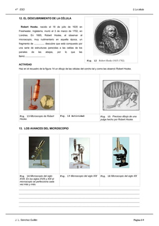 4 º ESO                                                                                                                                                                       I) La célula


   12. EL DESCUBRIMIENTO DE LA CÉLULA


     Robert Hooke, nacido el 18 de julio de 1635 en
   Freshwater, Inglaterra, murió el 3 de marzo de 1702, en
   Londres.         En      1665,        Robert         Hooke,         al    observar          al
   microscopio, muy rudimentario en aquella época, un
   fragmento de ................ descubre que está compuesto por
   una serie de estructuras parecidas a las celdas de los
   panales           de         las        abejas,          por         lo       que         las
   llamó ...............................
                                                                                                        Fig. 12 Robert Hooke (1635-1702).
   ACTIVIDAD
   Haz en el recuadro de la figura 14 un dibujo de las células del corcho tal y como las observó Robert Hooke.




    Fig. 13 Microscopio de Robert                               Fig. 14 Actividad                                            Fig. 15 Precioso dibujo de una
    Hooke.                                                                                                                   pulga hecho por Robert Hooke.


   13. LOS AVANCES DEL MICROSCOPIO




    Fig. 16 Microscopio del siglo                               Fig. 17 Microscopio del siglo XIX                            Fig. 18 Microscopio del siglo XX
    XVIII. En los siglos XVIII y XIX el
    microscopio se perfecciona cada
    vez más y más.

   .....................................................................................................................................................................................
   .....................................................................................................................................................................................
   .....................................................................................................................................................................................
   .....................................................................................................................................................................................
   .....................................................................................................................................................................................




J. L. Sánchez Guillén                                                                                                                                                          Página I-9
 