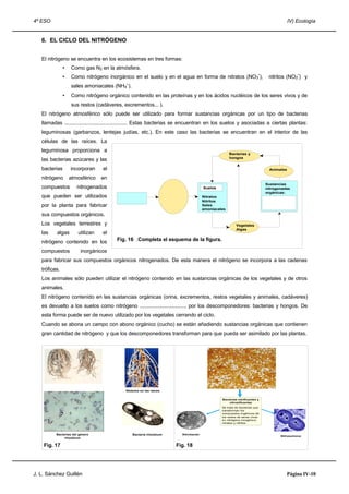 4º ESO IV) Ecología
6. EL CICLO DEL NITRÓGENO
El nitrógeno se encuentra en los ecosistemas en tres formas:
• Como gas N2 en la atmósfera.
• Como nitrógeno inorgánico en el suelo y en el agua en forma de nitratos (NO3
-
), nitritos (NO2
-
) y
sales amoniacales (NH4
+
).
• Como nitrógeno orgánico contenido en las proteínas y en los ácidos nucléicos de los seres vivos y de
sus restos (cadáveres, excrementos... ).
El nitrógeno atmosférico sólo puede ser utilizado para formar sustancias orgánicas por un tipo de bacterias
llamadas ............................................ Estas bacterias se encuentran en los suelos y asociadas a ciertas plantas:
leguminosas (garbanzos, lentejas judías, etc.). En este caso las bacterias se encuentran en el interior de las
células de las raíces. La
leguminosa proporciona a
las bacterias azúcares y las
bacterias incorporan el
nitrógeno atmosférico en
compuestos nitrogenados
que pueden ser utilizados
por la planta para fabricar
sus compuestos orgánicos.
Los vegetales terrestres y
las algas utilizan el
nitrógeno contenido en los
compuestos inorgánicos
para fabricar sus compuestos orgánicos nitrogenados. De esta manera el nitrógeno se incorpora a las cadenas
tróficas.
Los animales sólo pueden utilizar el nitrógeno contenido en las sustancias orgánicas de los vegetales y de otros
animales.
El nitrógeno contenido en las sustancias orgánicas (orina, excrementos, restos vegetales y animales, cadáveres)
es devuelto a los suelos como nitrógeno ................................. por los descomponedores: bacterias y hongos. De
esta forma puede ser de nuevo utilizado por los vegetales cerrando el ciclo.
Cuando se abona un campo con abono orgánico (cucho) se están añadiendo sustancias orgánicas que contienen
gran cantidad de nitrógeno y que los descomponedores transforman para que pueda ser asimilado por las plantas.
Fig. 17 Fig. 18
J. L. Sánchez Guillén Página IV-10
Fig. 16 .Completa el esquema de la figura.
Vegetales
Algas
Animales
Bacterias y
hongos
Sustancias
nitrogenadas
orgánicas:
Suelos
Nitratos
Nitritos
Sales
amoniacales
Bacteria rhizobiumBacterias del género
rhizobium
Nódulos en las raíces
Nitrosomona
Nitrobacter
Bacterias nitrificantes y
nitrosificantes
Se trata de bacterias que
transforman los
compuestos orgánicos de
los restos de seres vivos
en nitrógeno inorgánico,
nitratos y nitritos.
 