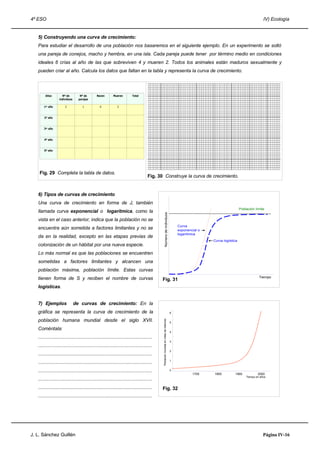 4º ESO IV) Ecología
5) Construyendo una curva de crecimiento:
Para estudiar el desarrollo de una población nos basaremos en el siguiente ejemplo. En un experimento se soltó
una pareja de conejos, macho y hembra, en una isla. Cada pareja puede tener por término medio en condiciones
ideales 6 crías al año de las que sobreviven 4 y mueren 2. Todos los animales están maduros sexualmente y
pueden criar al año. Calcula los datos que faltan en la tabla y representa la curva de crecimiento.
Fig. 29 Completa la tabla de datos.
Fig. 30 Construye la curva de crecimiento.
6) Tipos de curvas de crecimiento
Una curva de crecimiento en forma de J, también
llamada curva exponencial o logarítmica, como la
vista en el caso anterior, indica que la población no se
encuentra aún sometida a factores limitantes y no se
da en la realidad, excepto en las etapas previas de
colonización de un hábitat por una nueva especie.
Lo más normal es que las poblaciones se encuentren
sometidas a factores limitantes y alcancen una
población máxima, población límite. Estas curvas
tienen forma de S y reciben el nombre de curvas
logisticas.
7) Ejemplos de curvas de crecimiento: En la
gráfica se representa la curva de crecimiento de la
población humana mundial desde el siglo XVII.
Coméntala:
.....................................................................................
.....................................................................................
.....................................................................................
.....................................................................................
.....................................................................................
.....................................................................................
.....................................................................................
.....................................................................................
J. L. Sánchez Guillén Página IV-16
4865º año
4º año
3er año
2º año
26121er año
TotalMuerenNacenNº de
parejas
Nº de
individuos
Años
4865º año
4º año
3er año
2º año
26121er año
TotalMuerenNacenNº de
parejas
Nº de
individuos
Años
Fig. 32
1700 1800 1900 2000
6
5
4
3
2
1
0
Poblaciónmundialenmilesdemillones
Tiempo en años
Fig. 31
Tiempo
Númerodeindividuos
Población límite
Curva logística
Curva
exponencial o
logarítmica
 