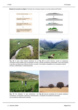 4º ESO IV) Ecología
Ejemplo de sucesión ecológica: Formación de un bosque tropical en una isla oceánica del Pacífico.
Fig. 39 La gran selva tropical amazónica es un
ecosistema natural estable que ha alcanzado el clímax
y que lleva así desde hace millones de años. La acción
humana, al deforestarlo, lo está destruyendo
Fig. 40 La acción humana, cuando es respetuosa,
permite ecosistemas humanizados, como esta pradería
de montaña, compatible con un ecosistema natural.
Fig. 41 No obstante, lo que predominan, son
ecosistemas humanizados (agrícolas) entremezclados
con ecosistemas relativamente naturales.
Fig. 42 Llanuras cerealistas de la meseta castellana.
Un ejemplo de ecosistema humanizado.
J. L. Sánchez Guillén Página IV-21
Una isla oceánica emerge.
En principio es colonizada por
vegetación herbácea.
Poco a poco se instala una
comunidad en la que predominan
los arbustos.
Con el tiempo se instalan grandes
árboles y la comunidad alcanza el
clímax al formarse un bosque
tropical.
 