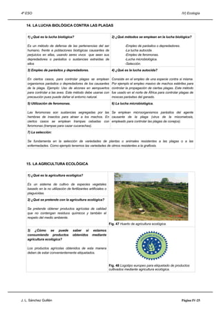 4º ESO IV) Ecología
14. LA LUCHA BIOLÓGICA CONTRA LAS PLAGAS
1) ¿Qué es la lucha biológica?
Es un método de defensa de las pertenencias del ser
humano, frente a poblaciones biológicas causantes de
perjuicios en ellas, usando seres vivos que sean sus
depredadores o parásitos o sustancias extraídas de
ellos
2) ¿Qué métodos se emplean en la lucha biológica?
-Empleo de parásitos o depredadores.
-La lucha autocida.
-Empleo de feromonas.
-Lucha microbiológica.
-Selección.
3) Empleo de parásitos y depredadores.
En ciertos casos, para controlar plagas se emplean
organismos parásitos o depredadores de los causantes
de la plaga. Ejemplo: Uso de alcones en aeropuertos
para controlar a las aves. Este método debe usarse con
precaución pues puede dañar el entorno natural.
4) ¿Qué es la lucha autocida?
Consiste en el empleo de una especie contra si misma.
Por ejemplo el empleo masivo de machos estériles para
controlar la propagación de ciertas plagas. Este método
fue usado en el norte de África para controlar plagas de
moscas parásitas del ganado.
5) Utilización de feromonas.
Las feromonas son sustancias segregadas por las
hembras de insectos para atraer a los machos. En
ciertos casos se emplean trampas cebadas con
feromonas (trampas para cazar cucarachas).
6) La lucha microbiológica.
Se emplean microorganismos parásitos del agente
causante de la plaga (virus de la mixomatosis,
empleado para controlar las plagas de conejos).
7) La selección:
Se fundamenta en la selección de variedades de plantas o animales resistentes a las plagas o a las
enfermedades. Como ejemplo tenemos las variedades de olmos resistentes a la grafiosis.
15. LA AGRICULTURA ECOLÓGICA
1) ¿Qué es la agricultura ecológica?
Es un sistema de cultivo de especies vegetales
basado en la no utilización de fertilizantes artificiales o
plaguicidas.
2) ¿Qué se pretende con la agricultura ecológica?
Se pretende obtener productos agrícolas de calidad
que no contengan residuos químicos y también el
respeto del medio ambiente.
Fig. 47 Huerto de agricultura ecológica.
3) ¿Cómo se puede saber si estamos
consumiendo productos obtenidos mediante
agricultura ecológica?
Los productos agrícolas obtenidos de esta manera
deben de estar convenientemente etiquetados.
Fig. 48 Logotipo europeo para etiquetado de productos
cultivados mediante agricultura ecológica.
J. L. Sánchez Guillén Página IV-25
 