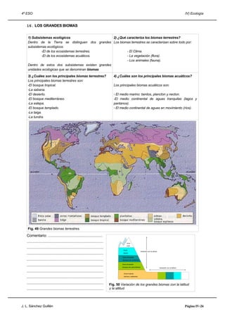 4º ESO IV) Ecología
16. LOS GRANDES BIOMAS
1) Subsistemas ecológicos
Dentro de la Tierra se distinguen dos grandes
subsistemas ecológicos:
-El de los ecosistemas terrestres.
-El de los ecosistemas acuáticos.
Dentro de estos dos subsistemas existen grandes
unidades ecológicas que se denominan biomas
2) ¿Qué caracteriza los biomas terrestres?
Los biomas terrestres se caracterizan sobre todo por:
- El Clima.
- La vegetación (flora).
- Los animales (fauna).
3) ¿Cuáles son los principales biomas terrestres?
Los principales biomas terrestres son:
-El bosque tropical.
-La sabana.
-El desierto.
-El bosque mediterráneo.
-La estepa.
-El bosque templado.
-La taiga.
-La tundra.
4) ¿Cuáles son los principales biomas acuáticos?
Los principales biomas acuáticos son:
- El medio marino: bentos, plancton y necton.
-El medio continental de aguas tranquilas (lagos y
pantanos).
- El medio continental de aguas en movimiento (ríos).
Fig. 49 Grandes biomas terrestres.
Comentario: ....................................................
.........................................................................
.........................................................................
.........................................................................
.........................................................................
.........................................................................
.........................................................................
.........................................................................
.........................................................................
.........................................................................
J. L. Sánchez Guillén Página IV-26
Fig. 50 Variación de los grandes biomas con la latitud
y la altitud.
Zona
polar
Zona
alpina
Zona templada
(bosque de coníferas)
Zona templada
(bosque de caducifolios)
Zona tropical
(selvas y sabanas)
Variación con la latitud
Variación con la altura
 